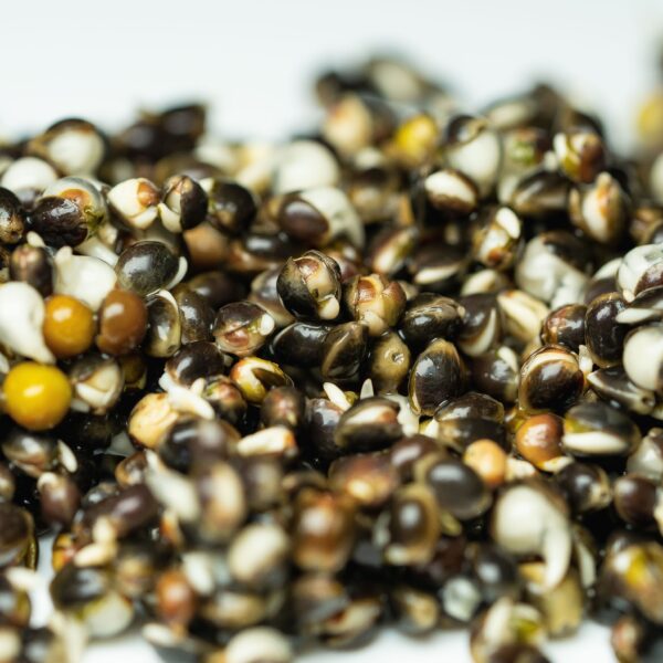 Cooked Hemp 1kg Frozen
