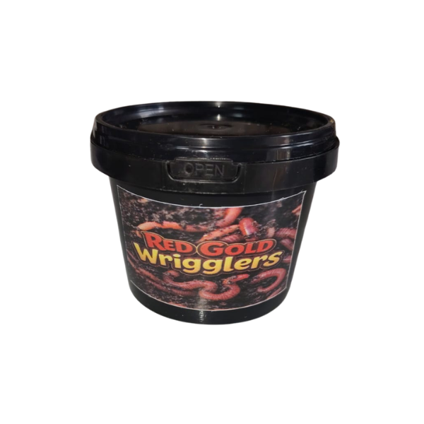Red Gold Wigglers - Kariba Worm