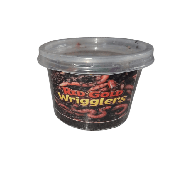 Red Gold Wigglers - Slang Wurms