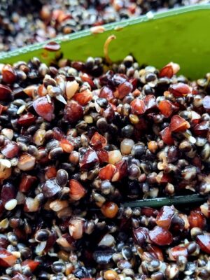 Cooked Chilli Hemp & Buckwheat 1kg Frozen
