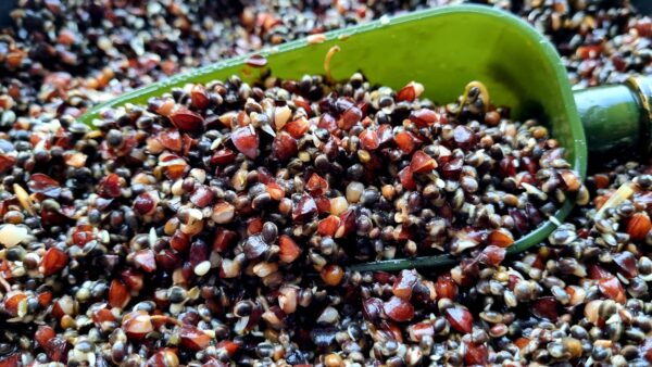 Cooked Chilli Hemp & Buckwheat 1kg Frozen